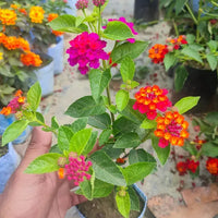Mixed Colors Flower Seeds Flower seeds for Planting - Bright Blooms, Heirloom & GMO Free Seeds for Home Garden