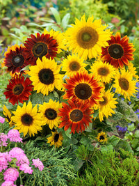 Mixed Blanket Sunflower Seeds for Planting - Vibrant Garden Blooms