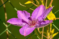 Yellow Purple Clematis Flower seeds for Planting - Pollinator Friendly, Heirloom & GMO Free Seeds for Home Garden