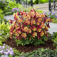 Columbine Biedermeier Flower seeds for Planting Fragrant Blossoms Heirloom & GMO Free Seeds for Home Garden