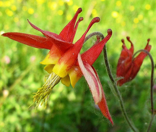 Red Green Aquilegia Flower Seeds for Planting Compact Growth Heirloom & GMO Free Seeds for Home Garden
 
 Sale
