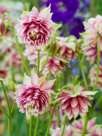 Pink Nora Barlo Flower seeds for Planting Wildflower Mix Heirloom & GMO Free Seeds for Home Garden 
 
 Sale