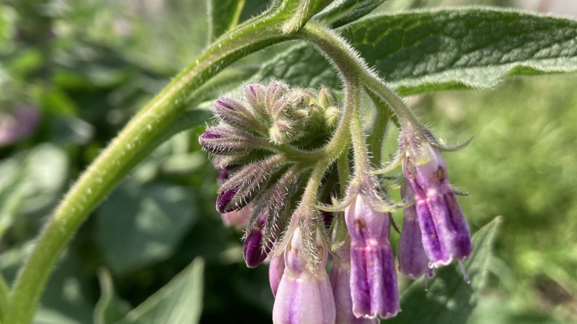 Comfrey Flower Seeds for Planting  Perennial Garden Blooms