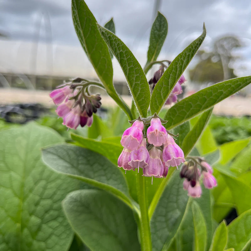 Comfrey Flower seeds for Planting Perfect for Borders Heirloom & GMO Free Seeds for Home Garden