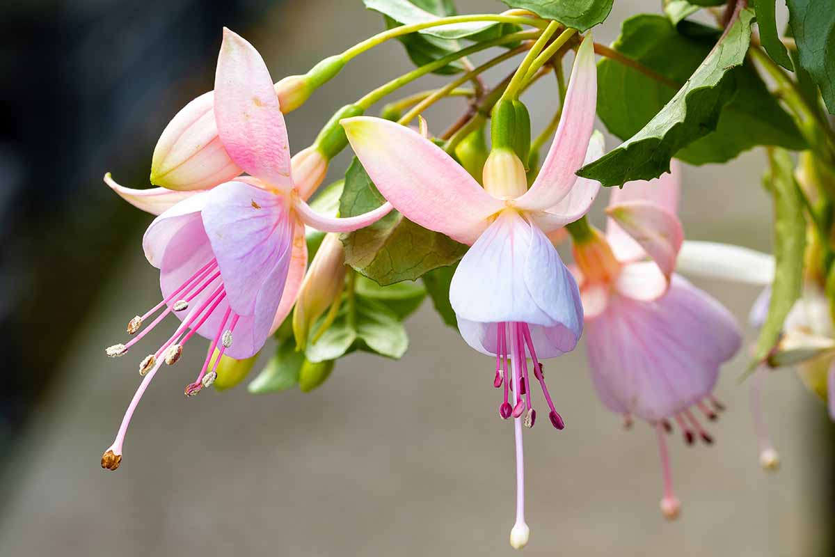 Purple Fuchsia Flower seeds for Planting - Seasonal Bloomer, Heirloom & GMO Free Seeds for Home Garden
