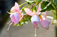 Purple Fuchsia Flower seeds for Planting - Seasonal Bloomer, Heirloom & GMO Free Seeds for Home Garden