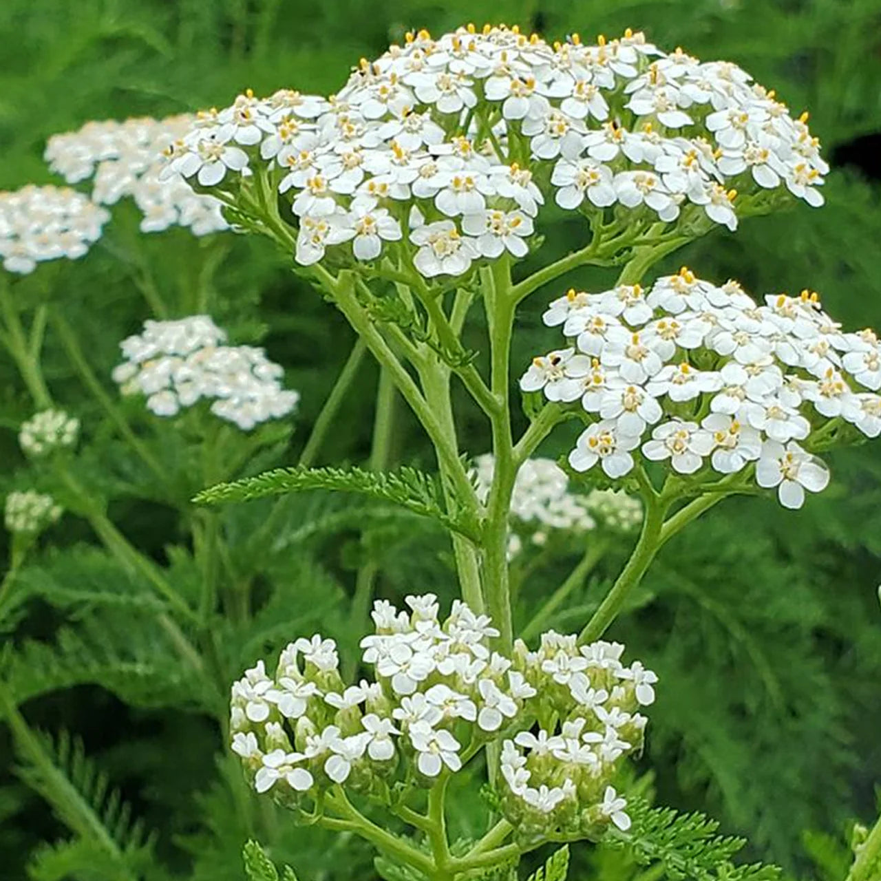 White Yarrow Flower seeds for Planting Cut Flower Favorite Heirloom & GMO Free Seeds for Home Garden 
 
 Sale