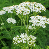 White Yarrow Flower seeds for Planting Cut Flower Favorite Heirloom & GMO Free Seeds for Home Garden 
 
 Sale