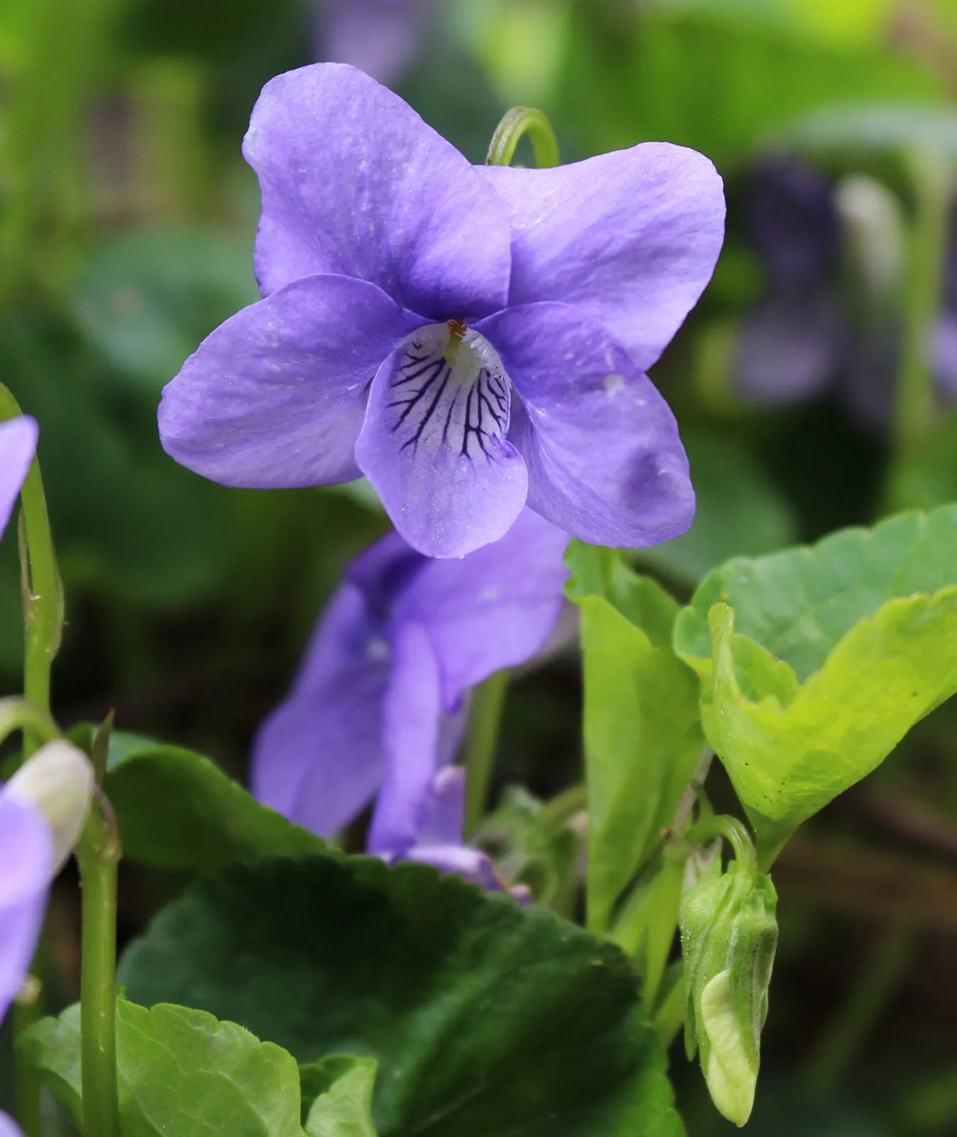 Viola sororia Flower seeds for Planting - Compact Growth, Heirloom & GMO Free Seeds for Home Garden