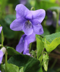 Viola sororia Flower seeds for Planting - Compact Growth, Heirloom & GMO Free Seeds for Home Garden
