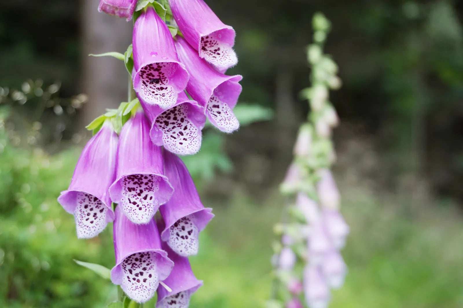 Digitalis Flower seeds for Planting - Shade Tolerant, Heirloom & GMO Free Seeds for Home Garden