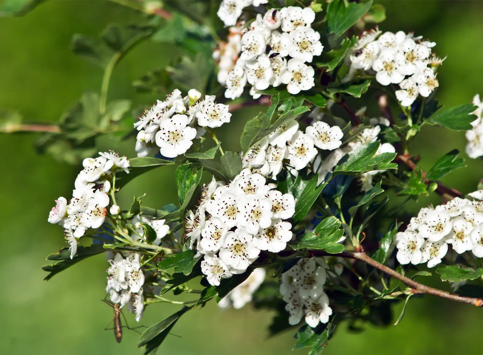 Crataegus Flower seeds for Planting Shade Tolerant Heirloom & GMO Free Seeds for Home Garden 
 
 Sale