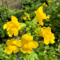 Yellow Mimulus Guttatus Flower Seeds for Planting