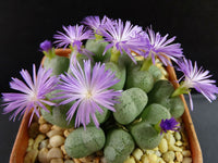 Green Conophytum Ernianum Flower seeds for Planting Vibrant Colors Heirloom & GMO Free Seeds for Home Garden
 
 Sale