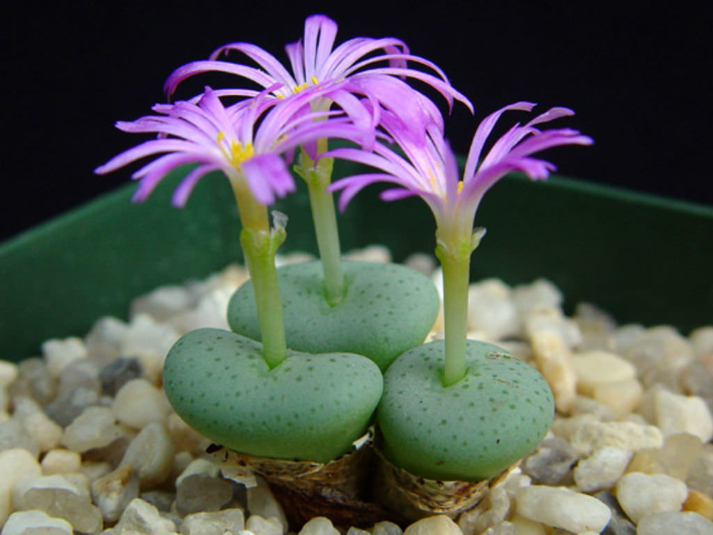 Conophytum Flower seeds for Planting - Long Bloom Season, Heirloom & GMO Free Seeds for Home Garden