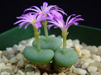 Conophytum Flower seeds for Planting - Long Bloom Season, Heirloom & GMO Free Seeds for Home Garden