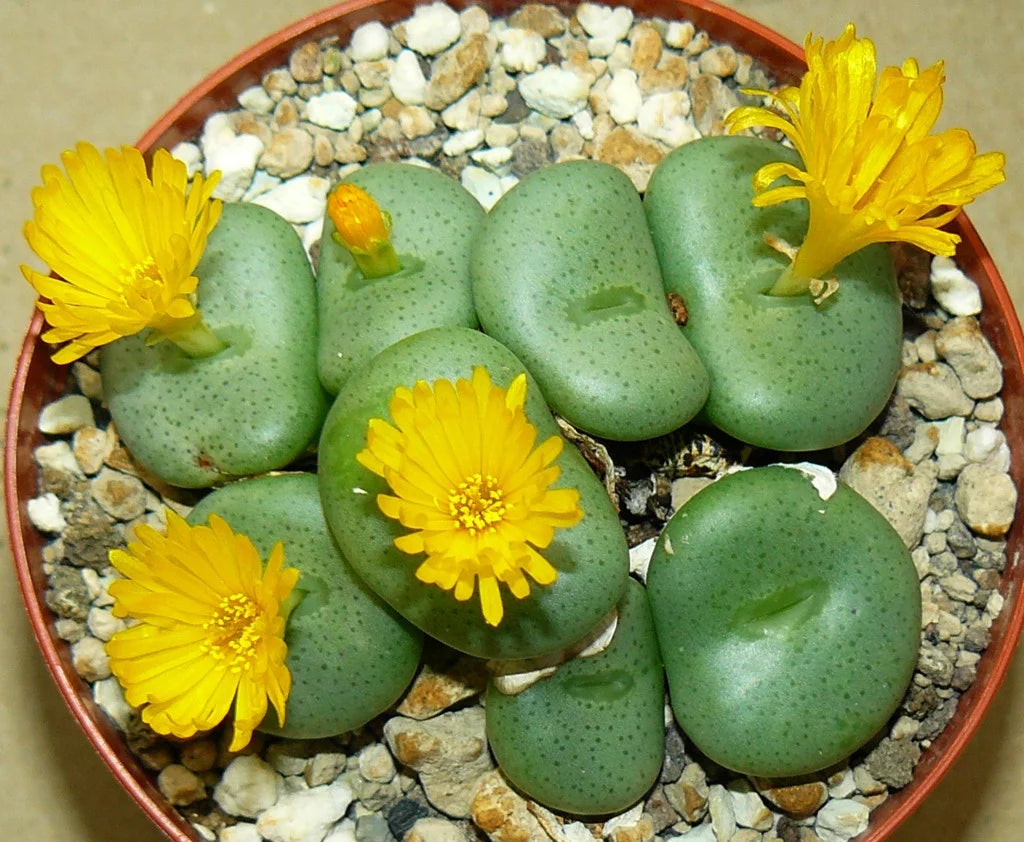 Yellow Conophytum Flower Planting Seeds  Seed for Unique and Compact Blooms
