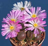 Mixed Conophytum Flower seeds for Planting - Perfect for Borders, Heirloom & GMO Free Seeds for Home Garden