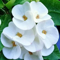 Container-Friendly Euphorbia Seeds
