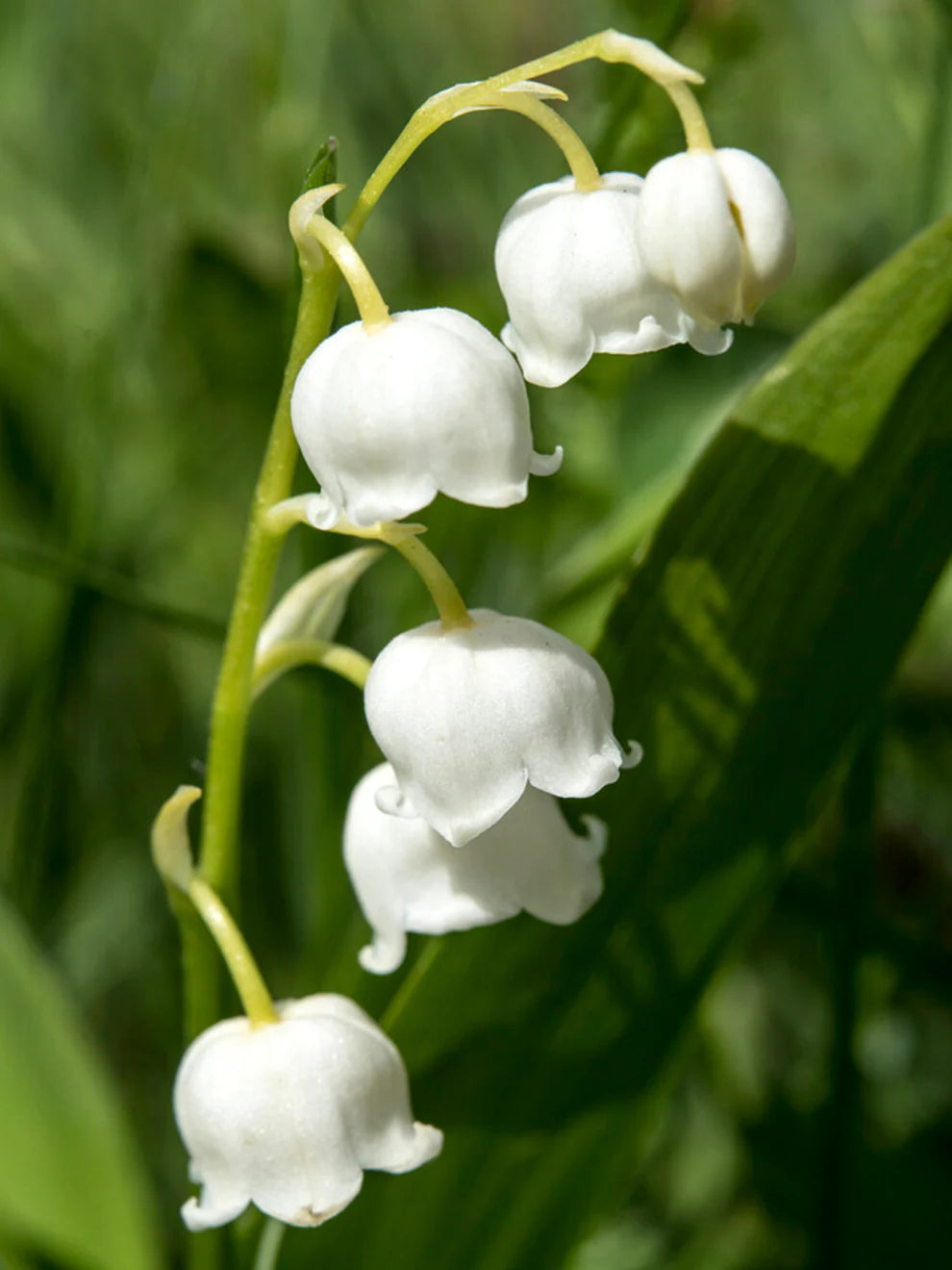 Convallaria Majalis Flower seeds for Planting Wildflower Mix Heirloom & GMO Free Seeds for Home Garden
