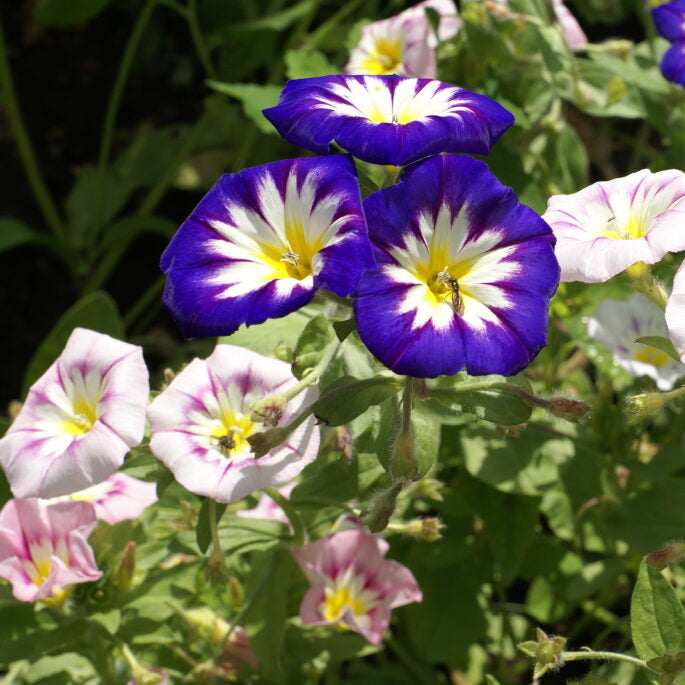 Mixed Convolvulus Flower seeds for Planting - Colorful Display, Heirloom & GMO Free Seeds for Home Garden