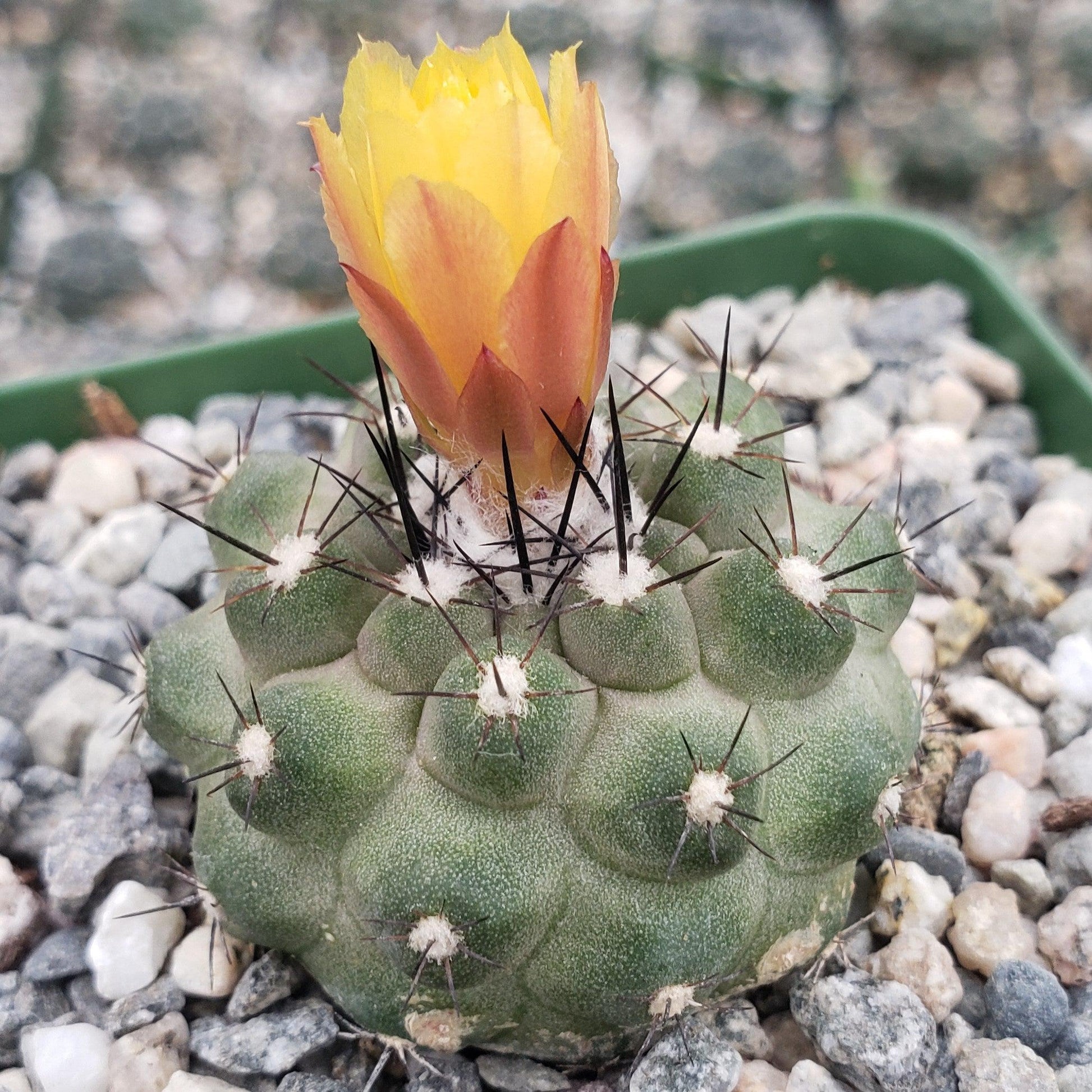 Copiapoa Flower seeds for Planting Wildflower Mix Heirloom & GMO Free Seeds for Home Garden