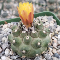Copiapoa Flower seeds for Planting Wildflower Mix Heirloom & GMO Free Seeds for Home Garden