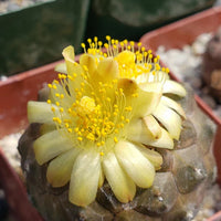 Copiapoa Flower seeds for Planting Wildflower Mix Heirloom & GMO Free Seeds for Home Garden