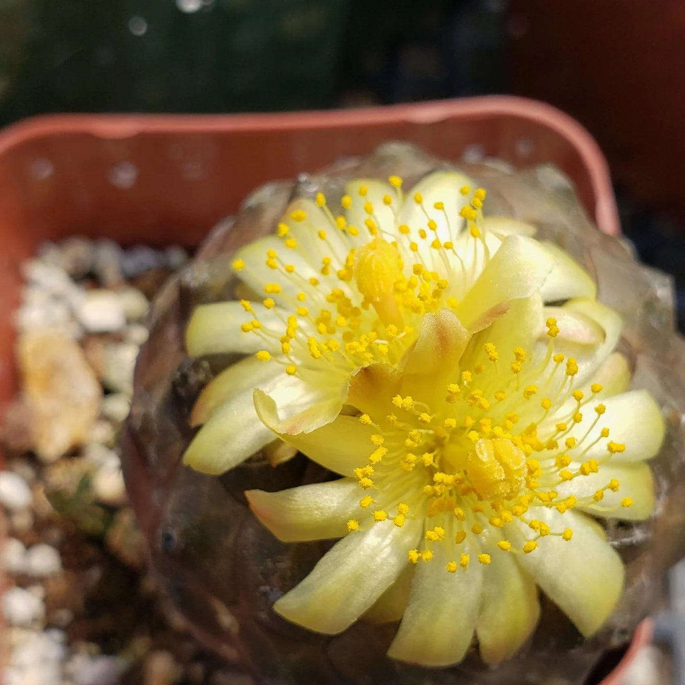 Copiapoa Flower seeds for Planting Wildflower Mix Heirloom & GMO Free Seeds for Home Garden