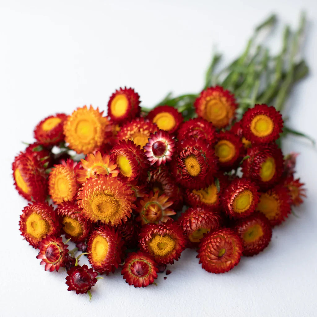 Red Yellow Strawflower Seeds Planting Dried Blooms Flower