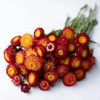 Red Yellow Strawflower Seeds Planting Dried Blooms Flower