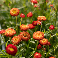 Red Helichrysum Italicum Flower seeds for Planting - Low Maintenance, Heirloom & GMO Free Seeds for Home Garden