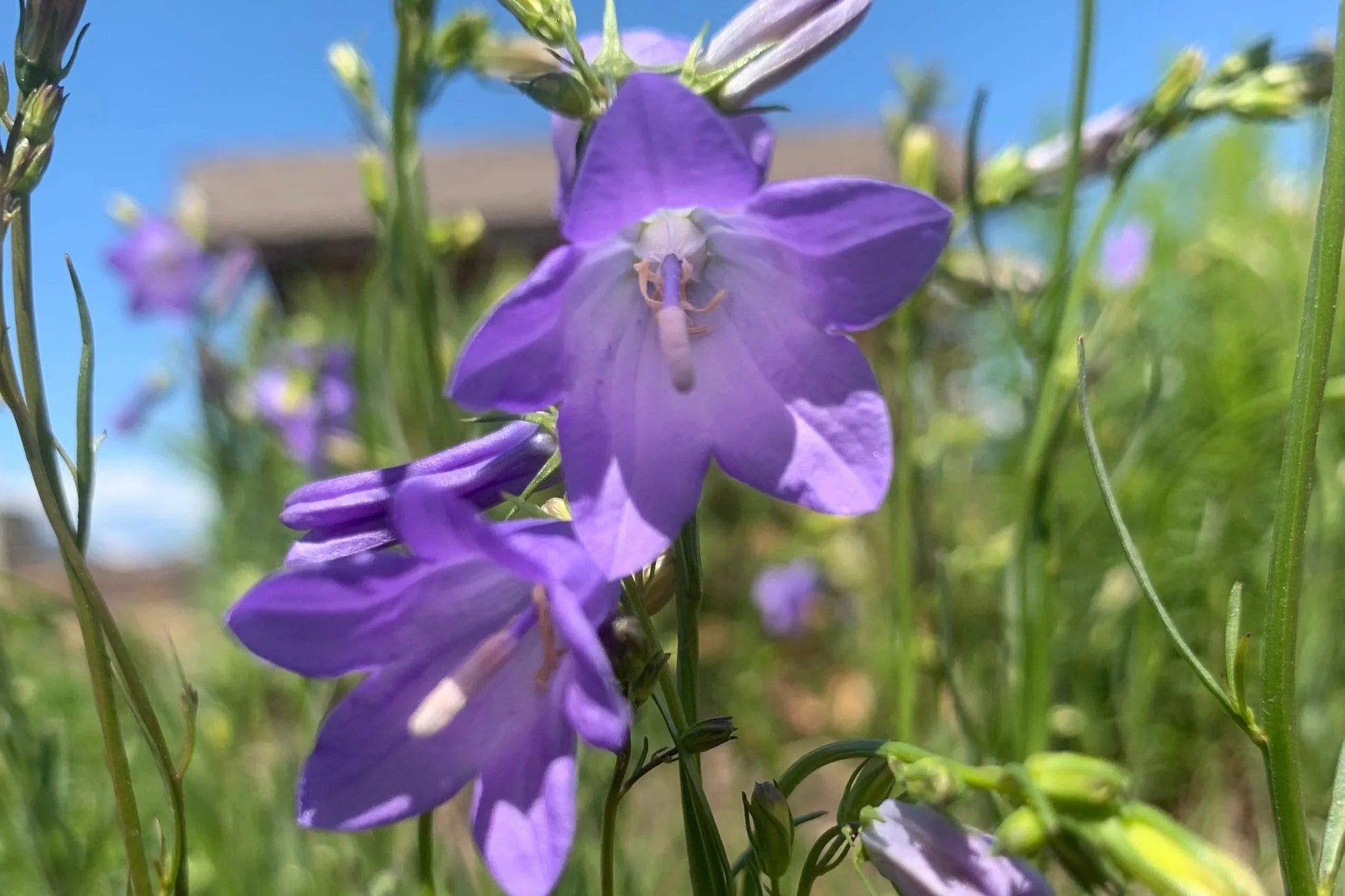 Harebell Flower seeds for Planting, Premium Quality Heirloom & GMO Free Seeds for Home Garden