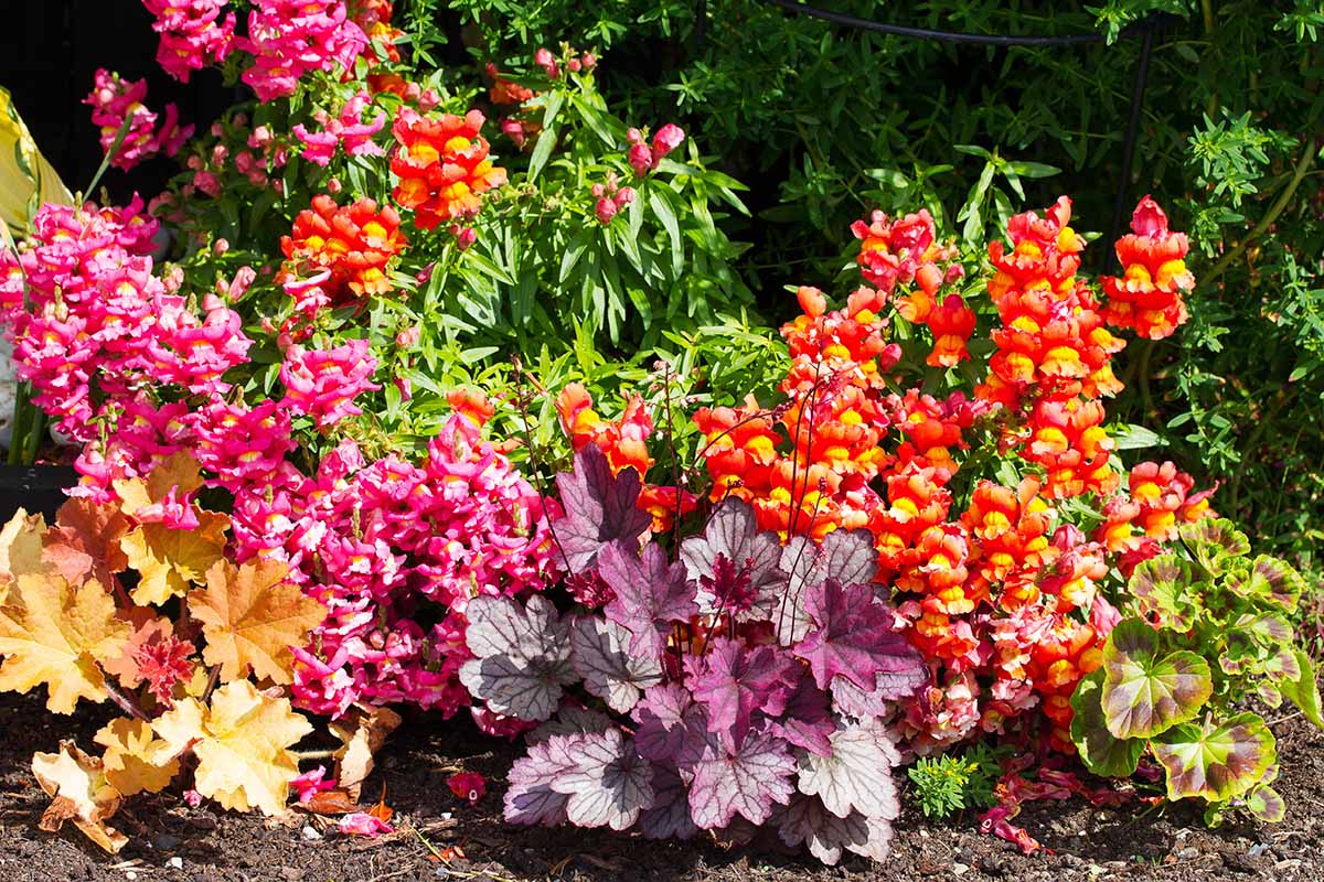 Coral Bells Heuchera Flower seeds for Planting - Wildflower Mix, Heirloom & GMO Free Seeds for Home Garden
