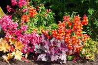 Mixed Heuchera Coral Flower seeds for Planting Perfect for Borders Heirloom & GMO Free Seeds for Home Garden