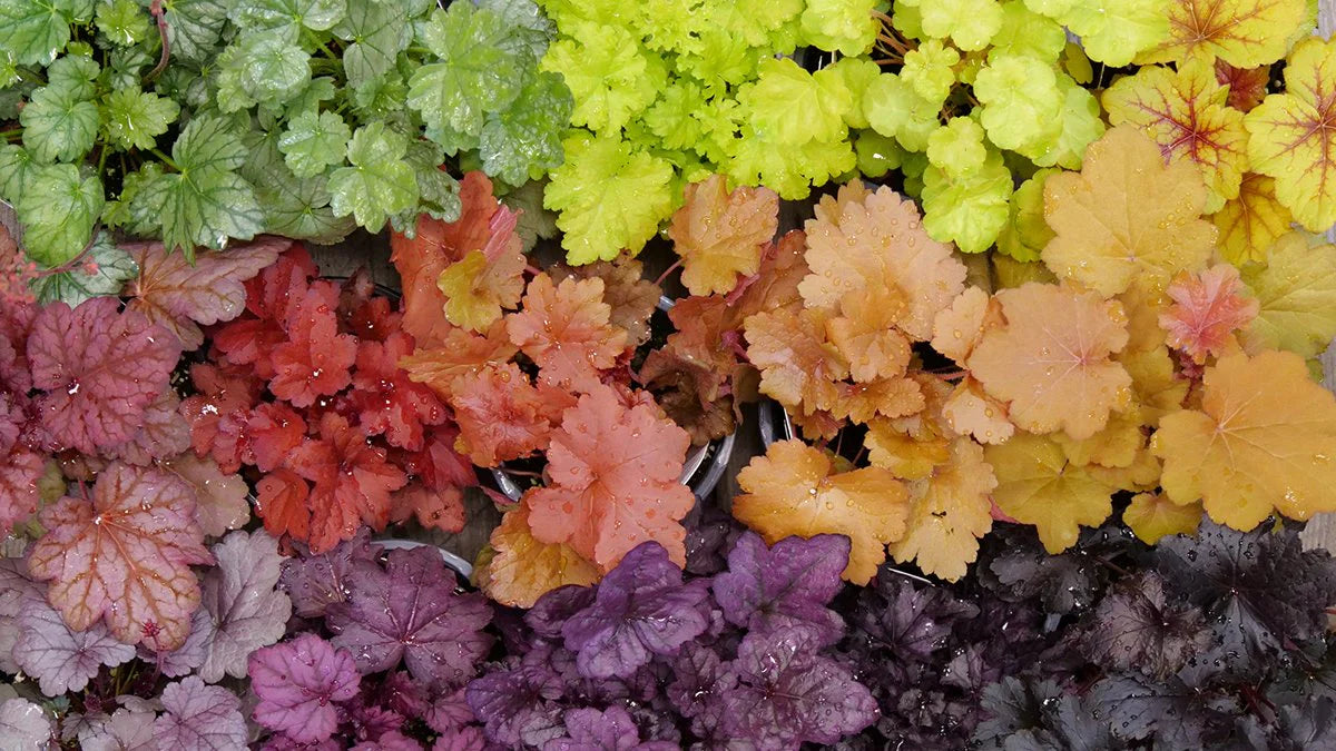 Mixed Heuchera Coral Flower seeds for Planting Perfect for Borders Heirloom & GMO Free Seeds for Home Garden