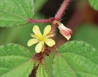 Corchorus Flower Seeds: Essential Planting Guide