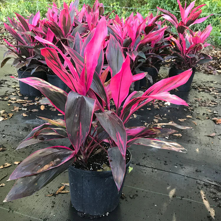 Cordyline Rubra Flower seeds for Planting - Wildflower Mix, Heirloom & GMO Free Seeds for Home Garden