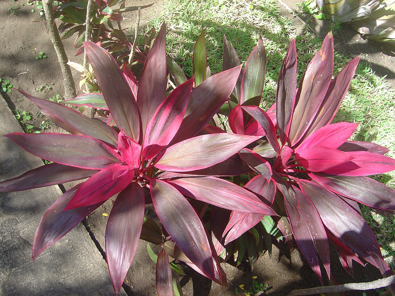 Cordyline Flower seeds for Planting Low Maintenance Heirloom & GMO Free Seeds for Home Garden