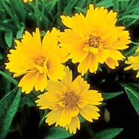 Yellow Early Sunrise Flower seeds for Planting - Cottage Garden Essential, Heirloom & GMO Free Seeds for Home Garden