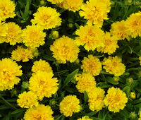 Yellow Early Sunrise Flower seeds for Planting - Cottage Garden Essential, Heirloom & GMO Free Seeds for Home Garden