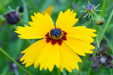Coreopsis Basalis Flower seeds for Planting Sun Loving Heirloom & GMO Free Seeds for Home Garden