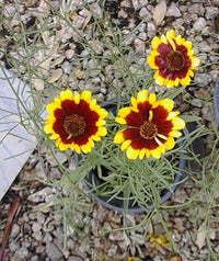 Calliopsis Flower seeds for Planting - Fragrant Blossoms, Heirloom & GMO Free Seeds for Home Garden