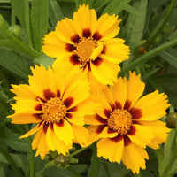 Yellow Coreopsis Flower seeds for Planting - Wildflower Mix, Heirloom & GMO Free Seeds for Home Garden