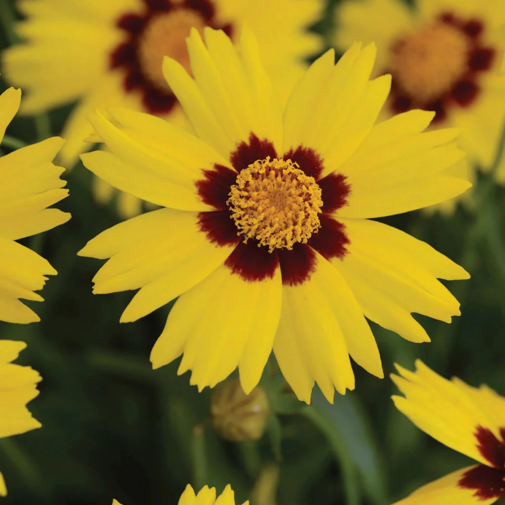 Yellow Coreopsis Flower seeds for Planting - Wildflower Mix, Heirloom & GMO Free Seeds for Home Garden