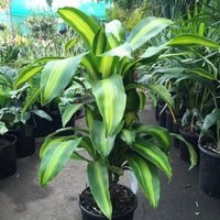 Green Dracaena Fargans Flower seeds for Planting - Long Bloom Season, Heirloom & GMO Free Seeds for Home Garden