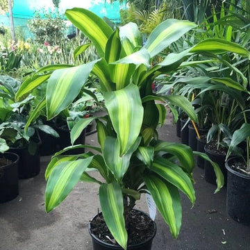 Green Dracaena Fargans Flower seeds for Planting - Long Bloom Season, Heirloom & GMO Free Seeds for Home Garden