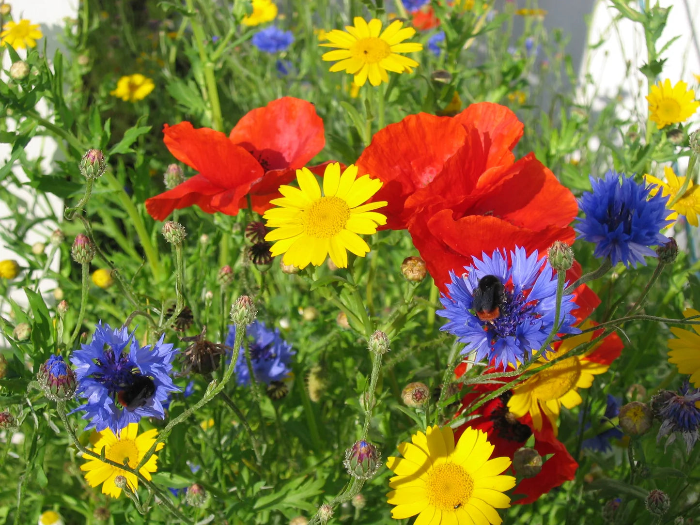 Florida & Gulf Coast Wildflower Mix Seeds for Beautiful Garden and Wildlife Habitat