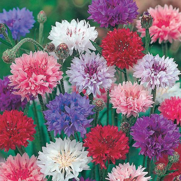Cornflower Polka Dot Flower seeds for Planting Long Bloom Season Heirloom & GMO Free Seeds for Home Garden