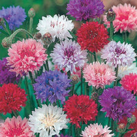 Cornflower Polka Dot Flower seeds for Planting Long Bloom Season Heirloom & GMO Free Seeds for Home Garden